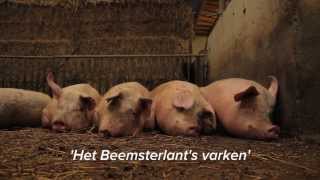 Boeiende Boeren afl 8  Het Beemsterlants varken [upl. by Arak270]