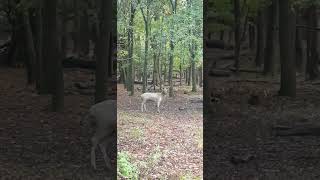 Graceful Fallow Deer Beauty in the Woodland Landscape [upl. by Hospers]