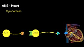 Autonomic innervation of the heart [upl. by Eppie]