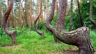 КРИВОЙ ЛЕС В ПОЛЬШЕ Crooked Forest Gryfino Poland [upl. by Etsirhc]