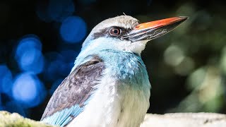 El alción pechiazul Halcyon malimbica nueva especie en el aviario de BIOPARC Valencia [upl. by Sherwin]