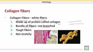 علم الحيوان Zoology  الوحدة 6  Fibers of connective tissue [upl. by Dlorej]