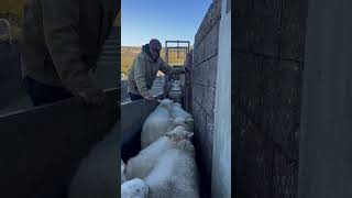 Sheep sorting some days is tough youtubeshorts farming sheepherding sheepfarm sheepherder [upl. by Bust]