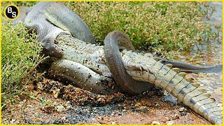 Extreme Fight Crocodile VS Python  Python Eat Alligator [upl. by Sonahpets]