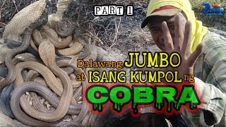 Dalawang JUMBO at Isang KUMPOL ng COBRA huli kay zuma  zuma haring ahas  PART 1 [upl. by Layney]