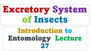 Excretory system of insects  Entomology lectures in urdu hindi [upl. by Aviv]