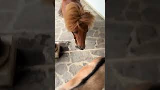 Storie di pony casalinghi ❤️ponyathome pony horse goat funny goat sweet animal loveanimals [upl. by Onitnatsnoc]