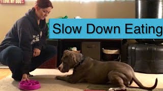 Teaching A Dog To Eat Slower  Food Bowl Excitement Issues [upl. by Argela401]