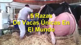 5 Razas De Vacas Únicas En El Mundo [upl. by Eetnahc]