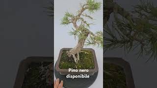 Kikka di pino nero in vaso bonsai spedizione in tutta Europa bonsai japan [upl. by Brenna]