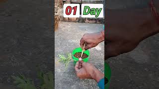 गुलदावरी को कटिंग से लगाने का सबसे आसान तरीका How To Grow Guldaudi Cuttingscuttingguldaudiplant [upl. by Sivolc981]