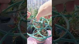 Pruning portulaca flower shortvideo gardening portulaca portulacaflower bonsai [upl. by Nollid]