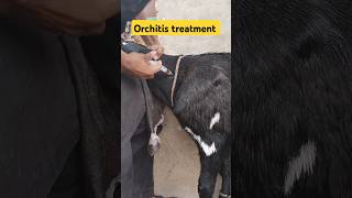 orchitis treatment castration goat goatfarming ytshorts youtube [upl. by Addy]