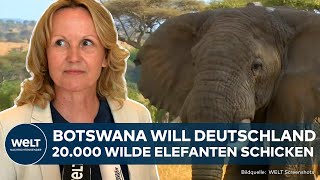 WUT AUF GRÜNE Streit um JagdTrophäen  Für Botswana ist Großwildjagd eine Form von Umweltschutz [upl. by Gorden]