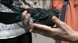 Des pigeons roses et bleus à Venise [upl. by Hazlip]