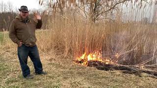 Doing a Controlled Burn on Invasive Phragmites Ornamental Grass [upl. by Gilliette]