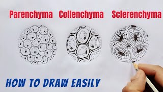 How to Draw Parenchyma Collenchyma and Sclerenchyma [upl. by Aysa]