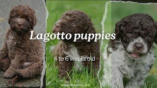 Lagotto Romagnolo puppies 4 to 6 weeks old [upl. by Nivan]