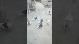 Shirazi kabootar ki videopigeon birds [upl. by Mahoney]