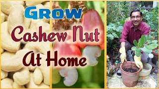 Grow Cashew Nut Tree in a Pot most Easily and Reap a Great Hsrvest [upl. by Hatcher]