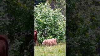 Cows Hiking the Pyrenees Andorra 🏔️🌲🐄🇦🇩 hiking andorra pyrenees [upl. by Nabala104]