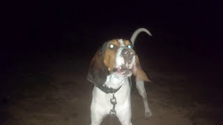 Jax Treeing Walker Coonhound Howling Baying and Having fun [upl. by Melessa]