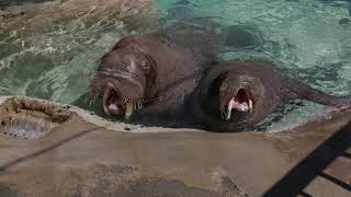 Wonderful walrus sounds [upl. by Halivah]