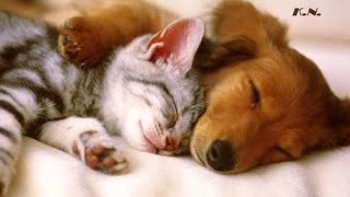 ✔ MUSIQUE CALMANTE Pour Chiens et Chats Stressés ♫ Sommeil Agitation Nervosité  Ondes Delta [upl. by Llib712]