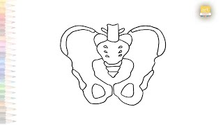 Easy diagram Pelvis  Science drawing videos  How to draw Pelvis step by step  artjanag [upl. by Groveman]