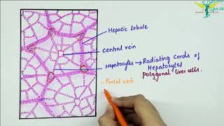 Histology of the Liver [upl. by Silver778]