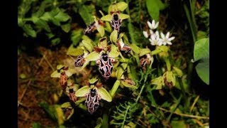 Ophrys kotschyi Cyprus Bee Orchid Endemic to Cyprus [upl. by Caine]