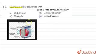 Desmosomes are concerned with [upl. by Suryt]