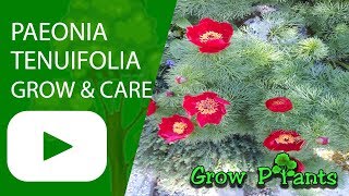 Paeonia tenuifolia [upl. by Pamela]