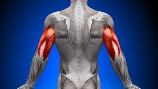 How To Fix Triceps Tendonitis [upl. by Maryanna522]