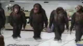 Monkey Dancing Dabkeh Funny [upl. by Ttenyl]