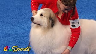 National Dog Show 2024 Working Group Full Judging  NBC Sports [upl. by Berry]