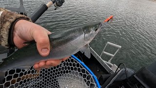 Fast Action Kokanee Fishing [upl. by Nlyak]