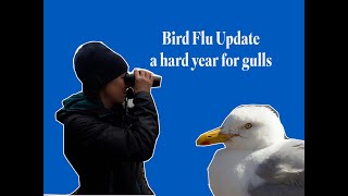 Bird Flu update from RSPB Scotlands Fowlsheugh nature reserve [upl. by Adnarb]