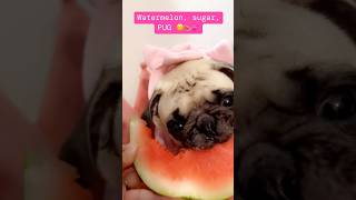 Watermelon sugar and pug 💕🍉🐶 shorts dog pets puppy cute funny [upl. by Wescott]