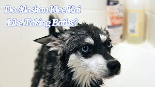 Do Alaskan Klee Kai Like To Take Baths [upl. by Audsley]