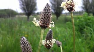 Ribwort Plantain Plantago Lanceolata  20120518 [upl. by Donella423]