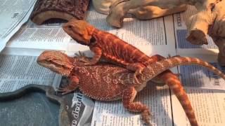 Bearded Dragon Breeding Red Project 1 [upl. by Nnahgaem631]