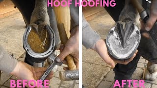 Hoof Trimming Horse Compilation [upl. by Brandise]