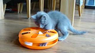 Nebelung kitten Rohan playing 11 weeks old [upl. by Renado394]