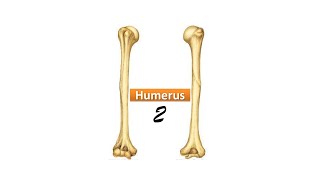 Humerus Part 2 Prof Dr Md Ashfaqur Rahman [upl. by Nurat512]