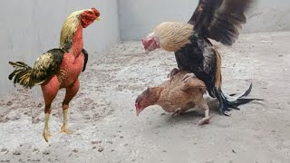 Aseel rooster breeding and hen ready for eggs l aseel chicken crowing l chicken sound l hen crowing [upl. by Luce917]