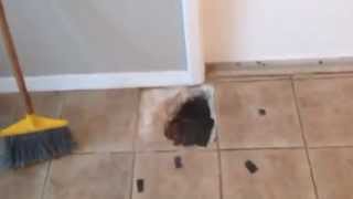 Water leak under tile floor in Clearwater [upl. by Sidoma]