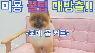 미용 꿀팁 대방출포메 몸 커트애견미용dog grooming포메 미용Pomeranian grooming [upl. by Icram239]