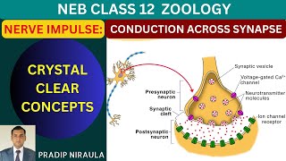 NERVE IMPULSE CONDUCTION AT SYNAPSE [upl. by Esau]