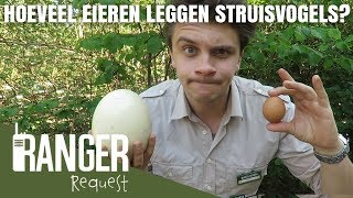 HOEVEEL EIEREN LEGGEN STRUISVOGELS  Ranger Request [upl. by Nnylyam104]